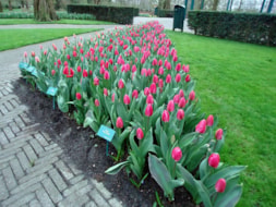 Keukenhof (3)